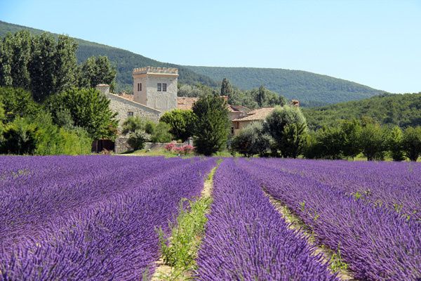 La Drômoise, Senteur Lavande